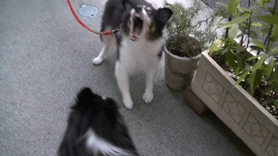 00027_Capture_1.gif