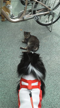 20110726161141.gif