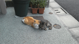 20110917164427.gif