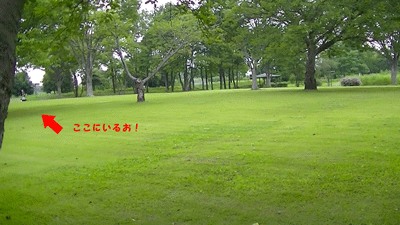 かくれんぼ.gif