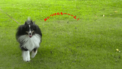 かくれんぼ4.gif