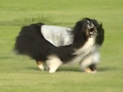 夏休み5.gif