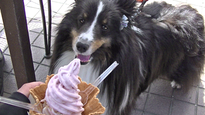 誕生日9.gif