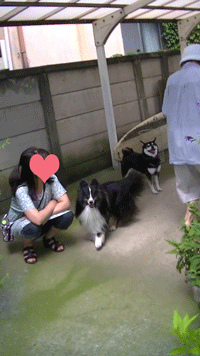 ayachan1.gif