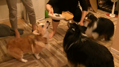 chibikibirthday3.gif