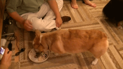 chibikibirthday5.gif