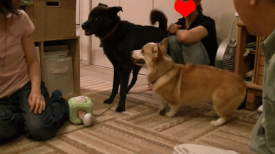 chibikibirthday8.gif