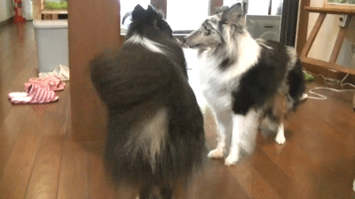 morinotokei1.gif