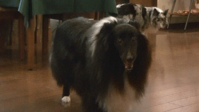 morinotokei3.gif