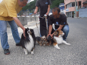 shimodamomochan.gif