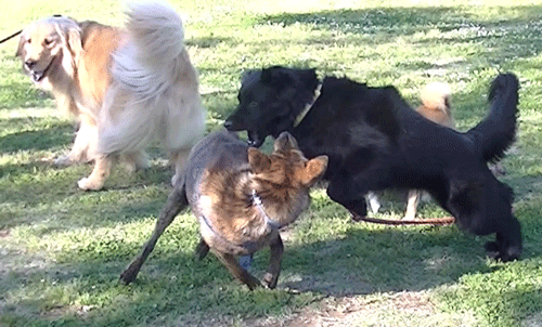 wanpuro2.gif