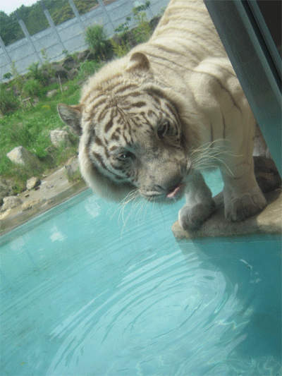whitetiger2.gif