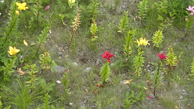 yama2.gif